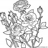 Aller  coloriages-fleur-roses_jpg.jpg
